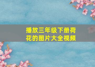 播放三年级下册荷花的图片大全视频