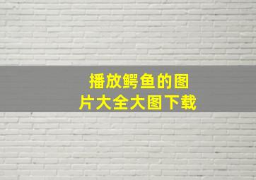 播放鳄鱼的图片大全大图下载