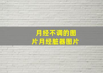 月经不调的图片月经脏器图片