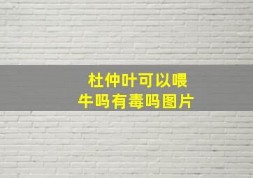 杜仲叶可以喂牛吗有毒吗图片