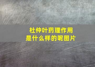 杜仲叶药理作用是什么样的呢图片