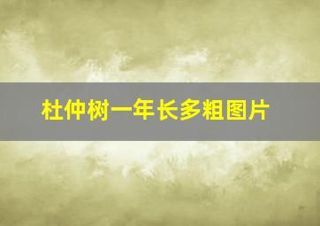 杜仲树一年长多粗图片