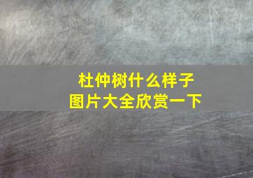 杜仲树什么样子图片大全欣赏一下