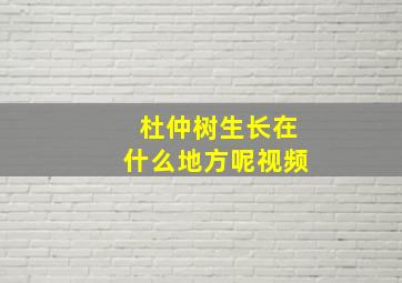 杜仲树生长在什么地方呢视频