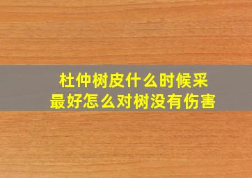 杜仲树皮什么时候采最好怎么对树没有伤害