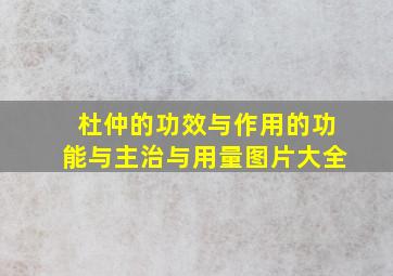 杜仲的功效与作用的功能与主治与用量图片大全