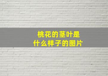 桃花的茎叶是什么样子的图片