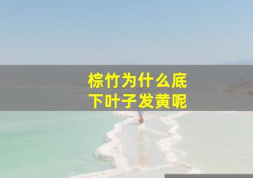 棕竹为什么底下叶子发黄呢