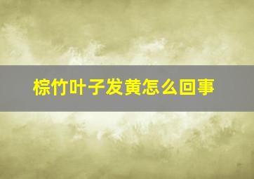 棕竹叶子发黄怎么回事