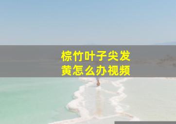 棕竹叶子尖发黄怎么办视频