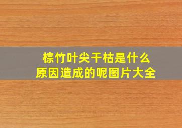 棕竹叶尖干枯是什么原因造成的呢图片大全