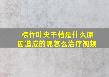 棕竹叶尖干枯是什么原因造成的呢怎么治疗视频