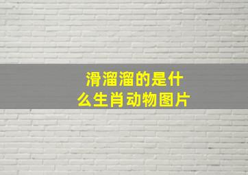 滑溜溜的是什么生肖动物图片