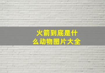 火箭到底是什么动物图片大全