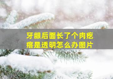 牙龈后面长了个肉疙瘩是透明怎么办图片