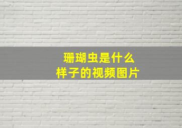 珊瑚虫是什么样子的视频图片