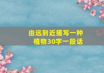 由远到近描写一种植物30字一段话