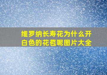 维罗纳长寿花为什么开白色的花苞呢图片大全