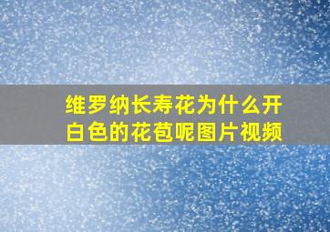 维罗纳长寿花为什么开白色的花苞呢图片视频