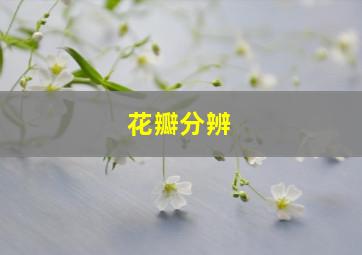 花瓣分辨