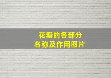 花瓣的各部分名称及作用图片