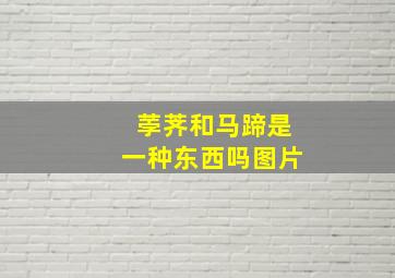 荸荠和马蹄是一种东西吗图片