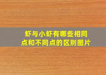 虾与小虾有哪些相同点和不同点的区别图片