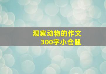 观察动物的作文300字小仓鼠