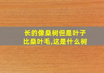 长的像桑树但是叶子比桑叶毛,这是什么树