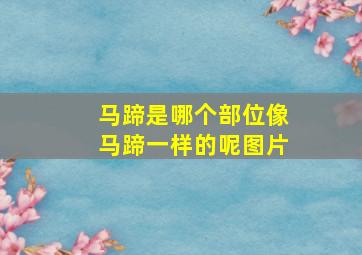 马蹄是哪个部位像马蹄一样的呢图片