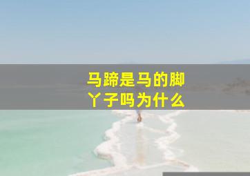 马蹄是马的脚丫子吗为什么