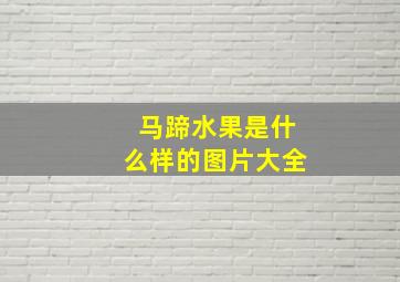 马蹄水果是什么样的图片大全