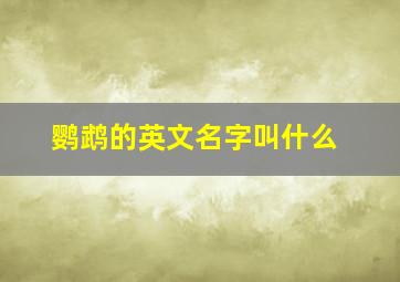 鹦鹉的英文名字叫什么