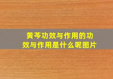 黄芩功效与作用的功效与作用是什么呢图片