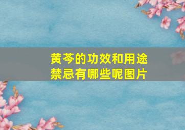 黄芩的功效和用途禁忌有哪些呢图片