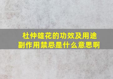 杜仲雄花的功效及用途副作用禁忌是什么意思啊